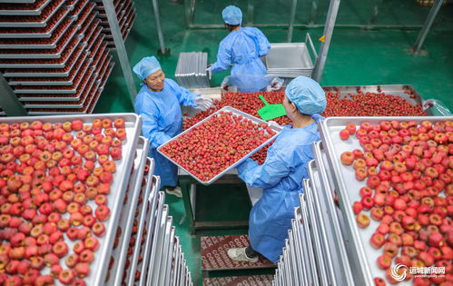 聞喜縣陽隅鎮 深加工賦能鮮果產業，小水果撬動鄉村大振興