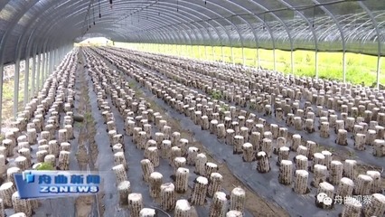 天津濱江集團深入調研我縣農副產品產業，聚焦新鮮水果零售市場新機遇